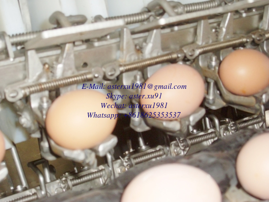China TFE-40000 Spoon Style Egg Fluid Processing Machine supplier