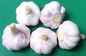 Small Type Garlic Peeling Machine supplier